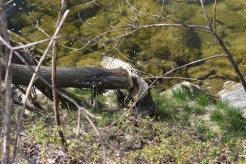 2020-04-11_0036_bearbeitet-1.jpg