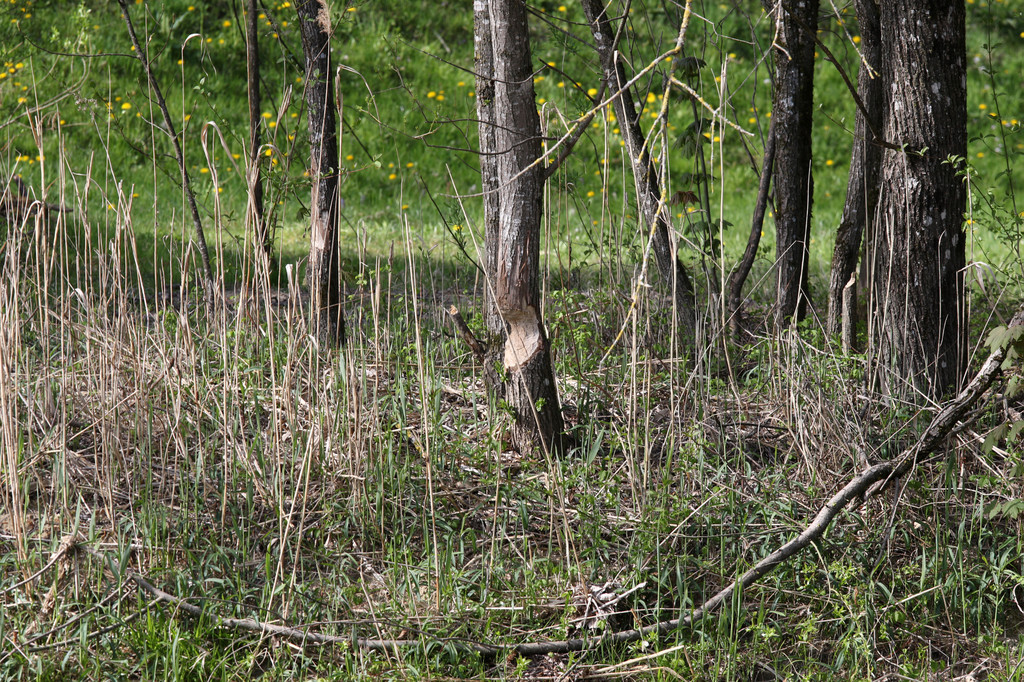 2020-04-15_0124_bearbeitet-1.jpg