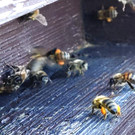 05 Bienen.jpg