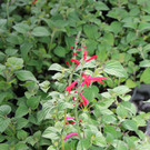 IMG_9417.JPG