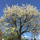 Kirschblüte Fraxern April 2020