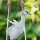 Nachwuchs bei Flamingos im Tiergarten Schönbrunn