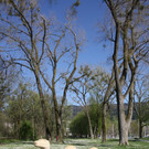 Baumpflege am See TEAM LANGEN April 2020 _13_.JPG