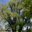 Baumpflege am See TEAM LANGEN April 2020 _5_.JPG