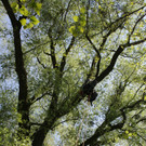 Baumpflege am See TEAM LANGEN April 2020 _8_.JPG