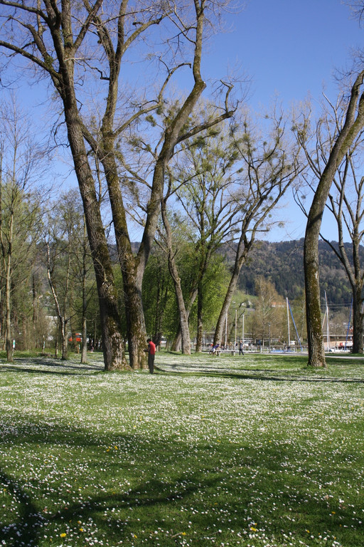 Baumpflege am See TEAM LANGEN April 2020 _14_.JPG