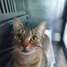 Trächtige Katze ausgesetzt und zum WTV gebracht: Das ist Lizzy