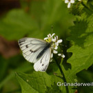 Gr__naderwei__ling.jpg