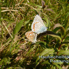 Hauhechelbl__uling Paarung.jpg