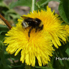 Hummel.jpg