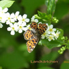 Landk__rtchen.jpg