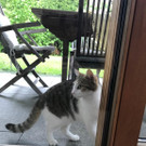 Wer vermisst diese Katze?