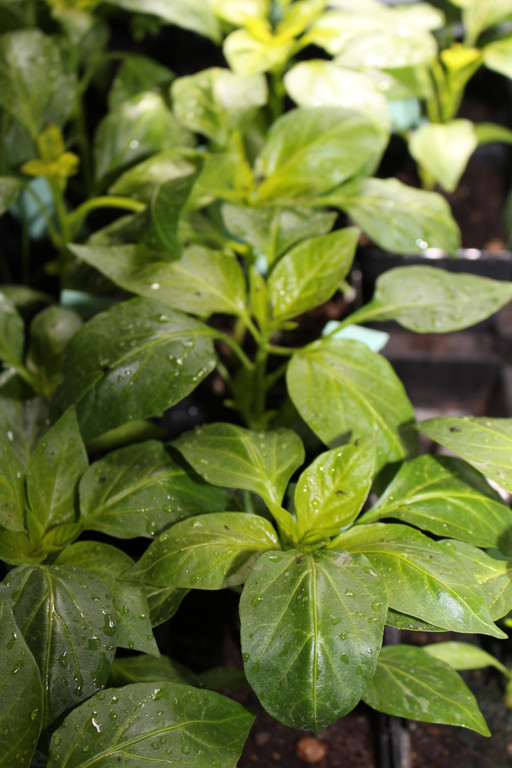 IMG_9473b Pfefferoni Somborckina.JPG