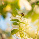 Ein Blumenme(h)r für Mensch und Natur