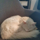 Merlin