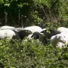 SchafeArdetzenberg01.jpg