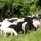 SchafeArdetzenberg10.jpg