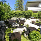 SchafeArdetzenberg34.jpg