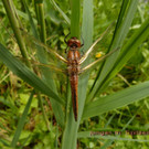 1_ fr__he Adonis Winkla.jpg