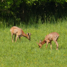 2 Rehb__cke im Ried  1.jpg