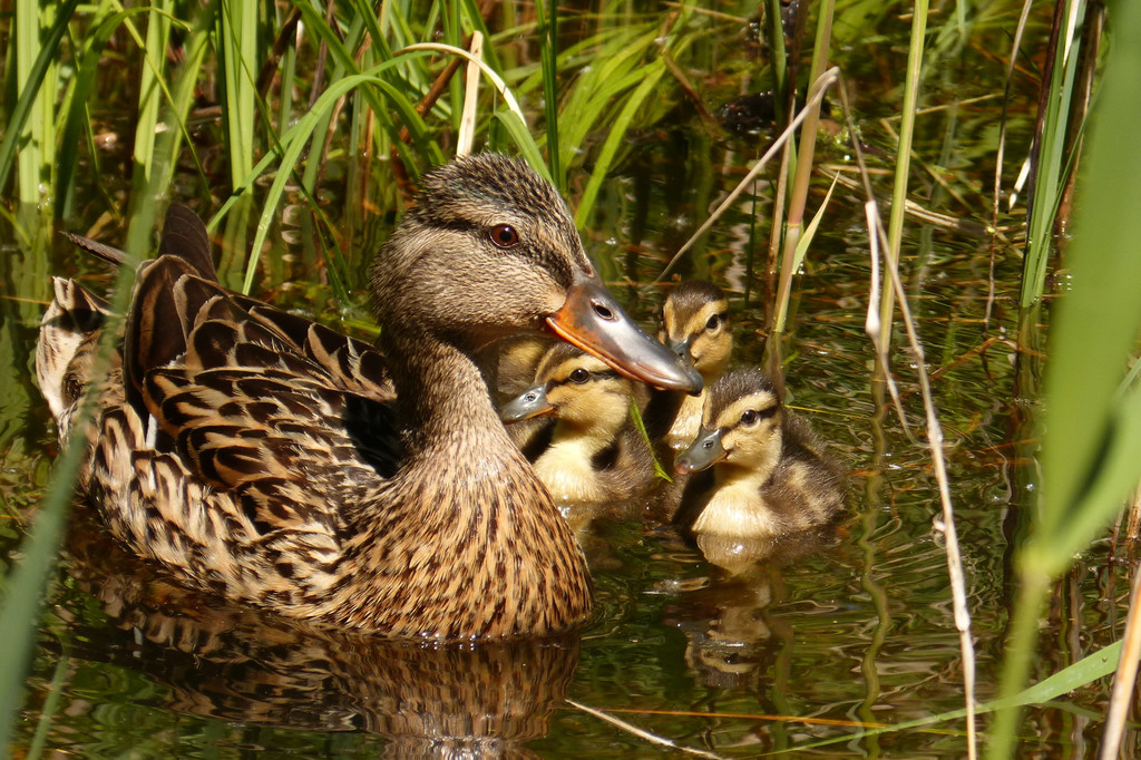 auch eine Mutter.jpg