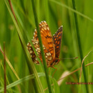 Baldrian Scheckenfalter  0.jpg