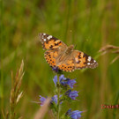 Distelfalter  01.jpg