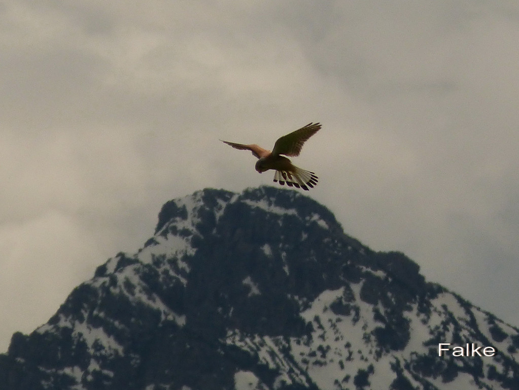 Falke.jpg
