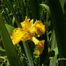 gelbe Iris hinter Haus Koblach  1.jpg