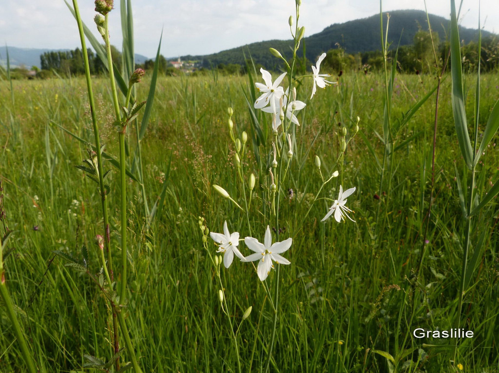 Graslilie.jpg