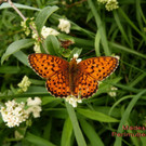 M__des____ Perlmutterfalter  1.jpg