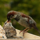 Mutterpflichten  1.jpg