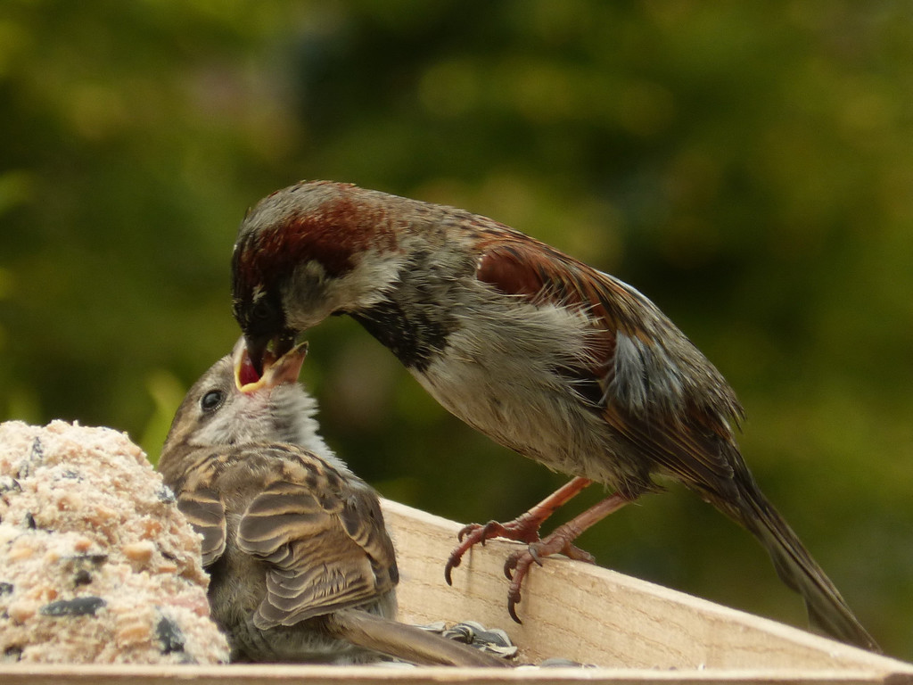 Mutterpflichten  1.jpg