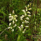 schwertbl__ttriges Waldv__gelein.jpg