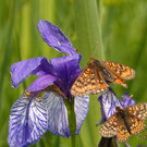 Skabiosen - oder goldener Scheckenfalter   FFH-Art.jpg