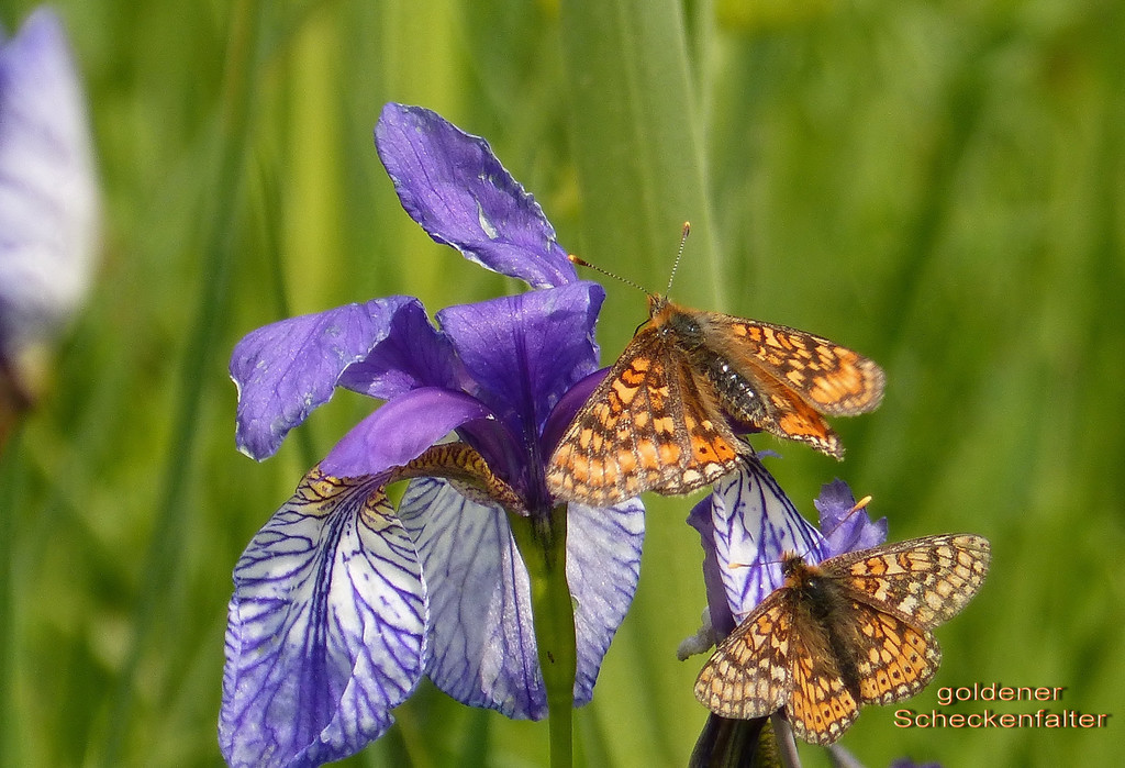 Skabiosen - oder goldener Scheckenfalter   FFH-Art.jpg