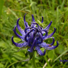 Teufelskralle vom Ehbach.jpg