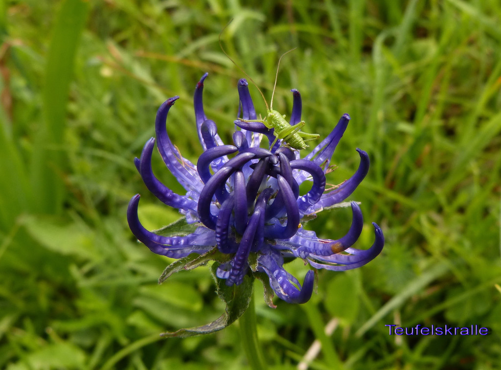 Teufelskralle vom Ehbach.jpg