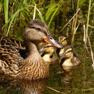 auch eine Mutter.jpg