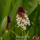 Brandorchis.jpg