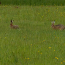 Hase 8.jpg