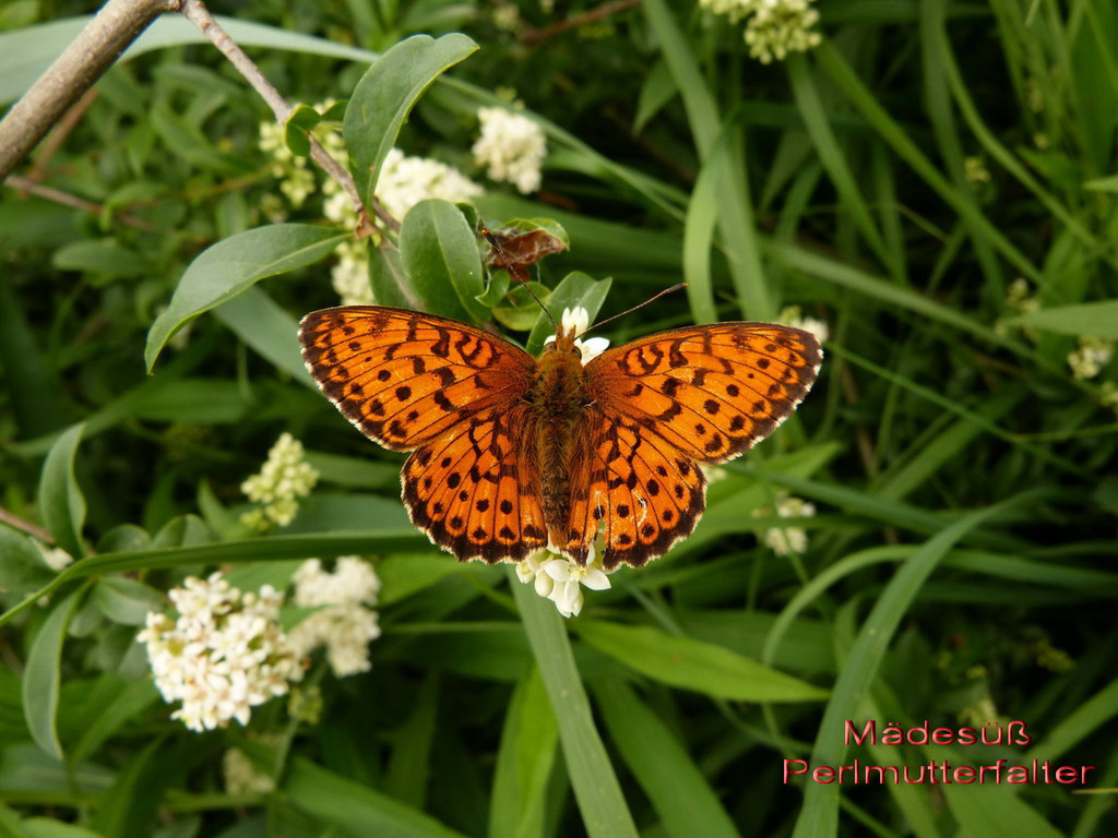 M__des____ Perlmutterfalter  1.jpg