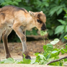Tiergarten Schönbrunn: Das sind die Rentier-Babys Snorre und Sippo