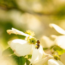 Bienenoffensive Lustenau
