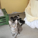 Ausgesetzte Katze Lizzy hat im Wiener Tierschutzverein ihre Babys geboren