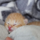 Kitten_1.jpg