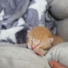Kitten_2.jpg