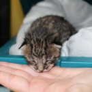 Kitten_3.jpg