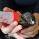 Kitten_4.jpg