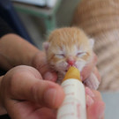 Kitten_5.jpg
